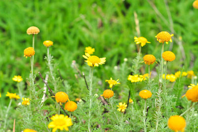 Close-up of yellow flowering plants on field