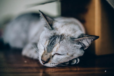 Close-up of cat sleeping