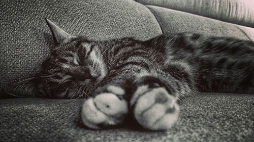 Close-up of cat sleeping on sofa