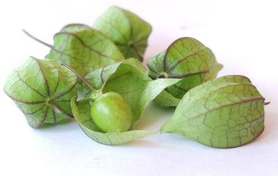 Close-up of green fruit against white background