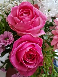 Close-up of pink rose blooming outdoors