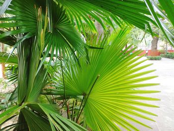 Close-up of palm tree