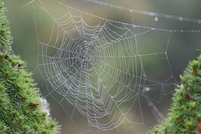 spider web