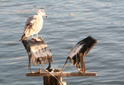 Seagull perching on floodlight