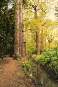 Trees in forest
