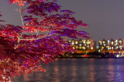 Close-up of illuminated tree at night