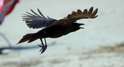 Low angle view of bird flying in sky