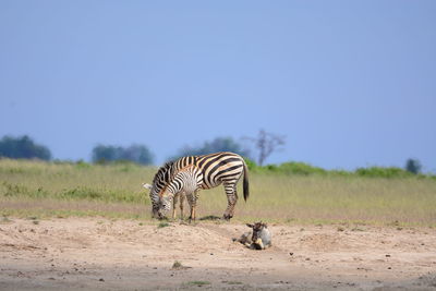 Zebras on grassy landscape