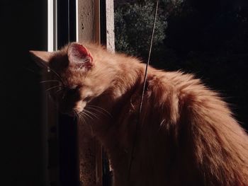 Close-up of cat on window