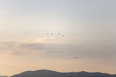 Low angle view of birds flying in sky