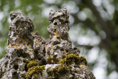 Close-up of moss on rock