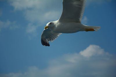 Low angle view of seagull flying