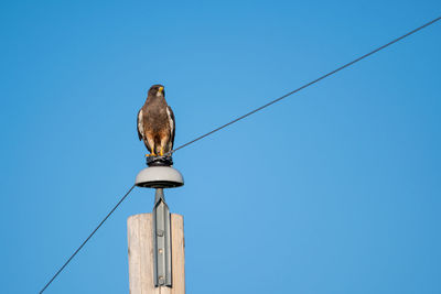 Low angle view of bird perching on cable against blue sky