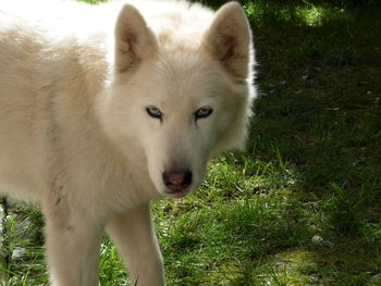 View of a dog on field