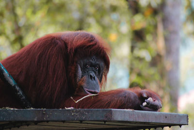 Portrait of monkey sitting outdoors