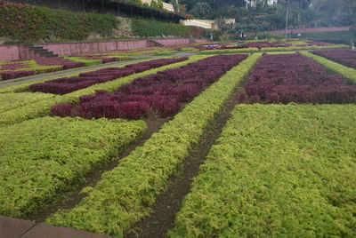 Scenic view of agricultural field