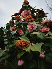 Low angle view of pink roses blooming against sky