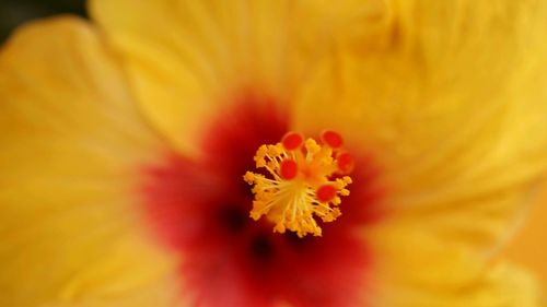 Close-up of orange flower