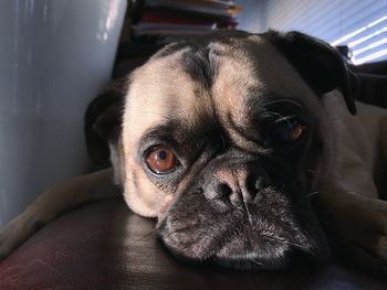 Close-up portrait of dog