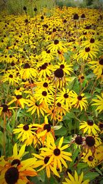 Close-up of yellow flowering plant on field