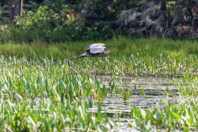 View of bird flying over water