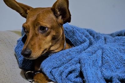 Close-up portrait of a dog looking away