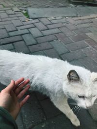 High angle view of cat lying on hand