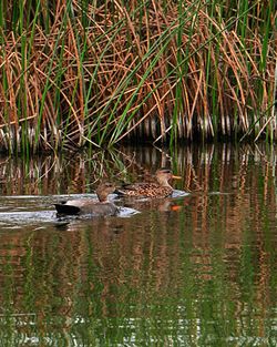 Ducks swimming on lake