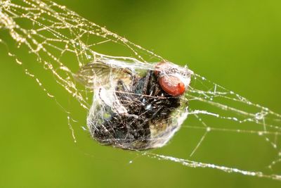 Close-up of spider on web