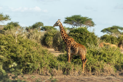 Giraffe standing on field against sky