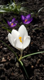 Close-up of white crocus flower on field