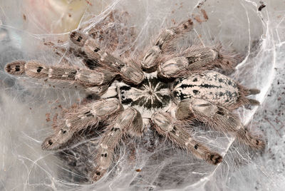 High angle view of spider on dry leaf