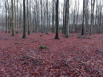 Trees in forest during autumn