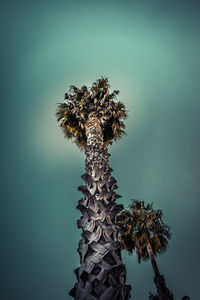 Low angle view of palm tree against clear sky