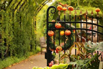 Metallic gate decorated halloween