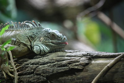 Close-up of a lizard on tree
