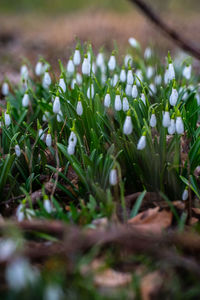 Close-up of wet grass