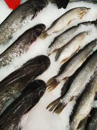 High angle view of fish for sale in market