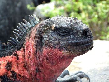 Close-up of lizard