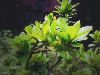 Close-up of fresh green plant