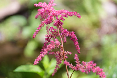 Close-up of pink flowers