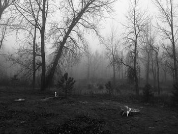 View of bare trees in forest