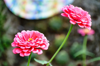 Close-up of pink flowers blooming outdoors