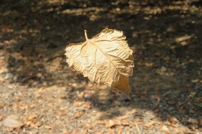 Close-up of dry leaf on land