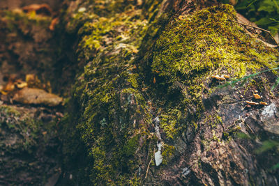 Close-up of moss on tree trunk