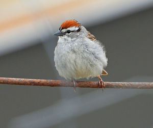 Close-up of bird perching on branch