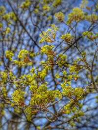 Close-up of yellow flowering plant