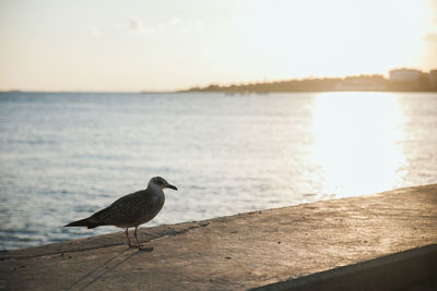 Seagull perching on a beach