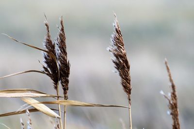 Straws withe seeds, close up