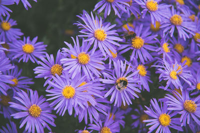 Close-up of purple flowering plants